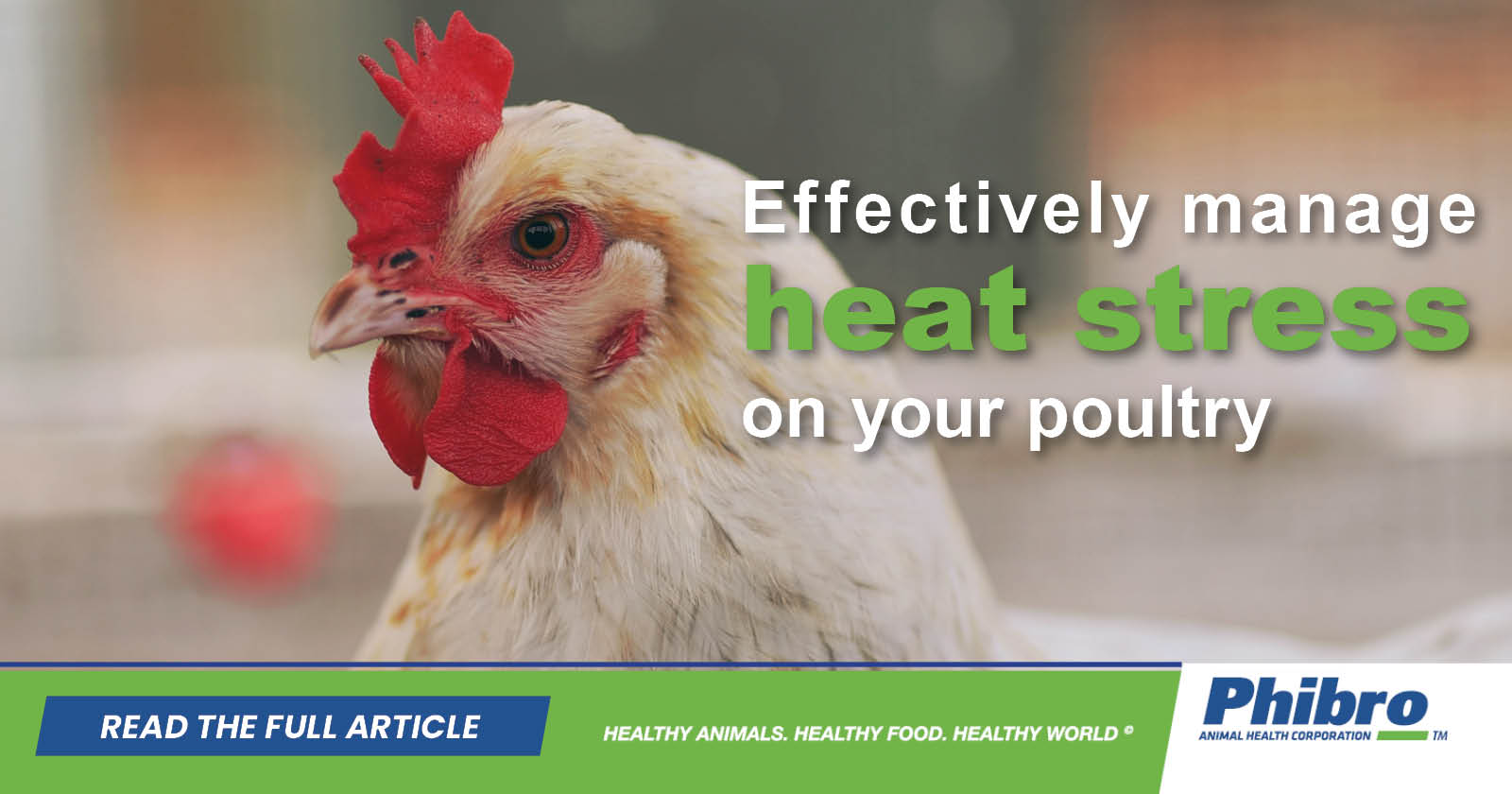 Managing the effect of heat on poultry performance | Phibro