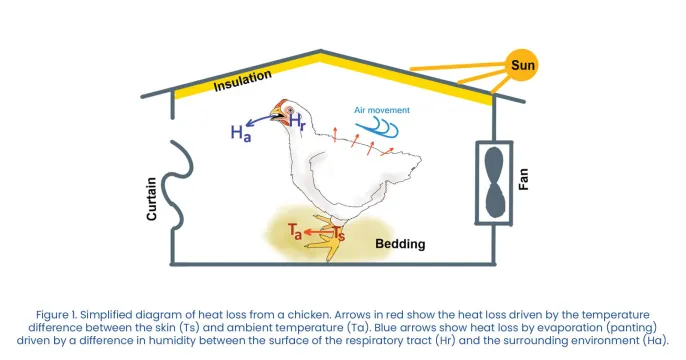 Managing the effect of heat on poultry performance | Phibro