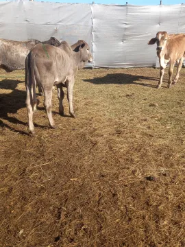 Beef calves