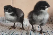 Australorps