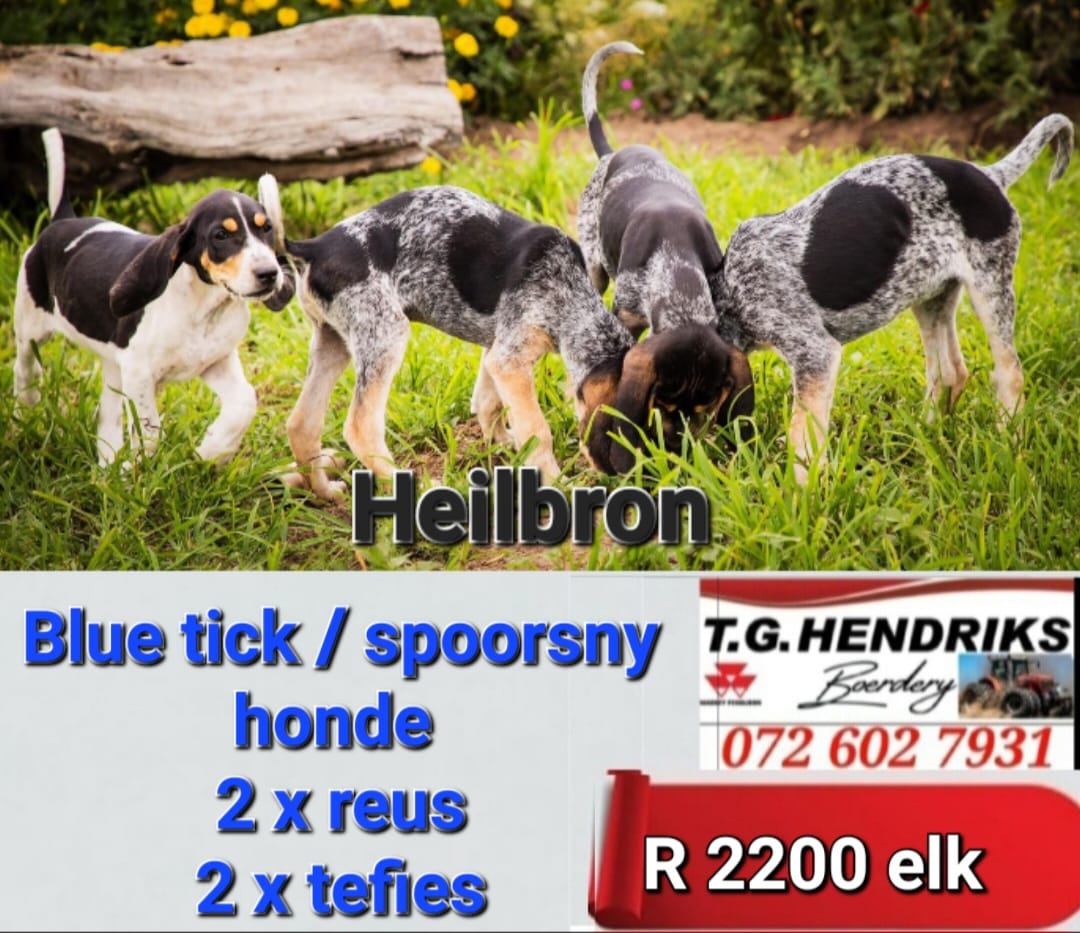 Blue tick / Spoorsny honde | T.G Hendriks boerdery