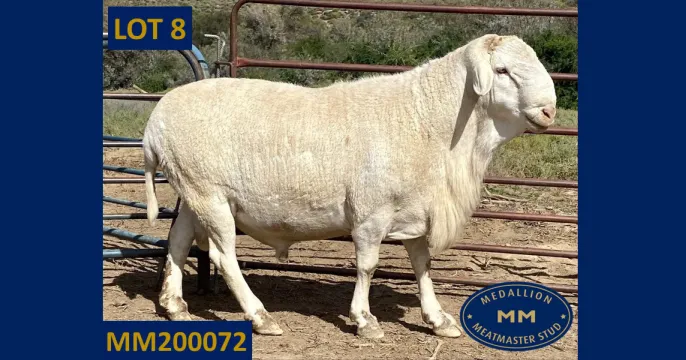 Medallion Meatmaster aanbod op Pinnacle MM Veiling | 27 Oktober 2023 | George