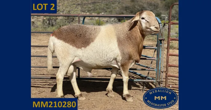 Medallion Meatmaster aanbod op Pinnacle MM Veiling | 27 Oktober 2023 | George