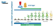 Corn crop development | AIXR 110° VK Ceramic | TeeJet Technologies