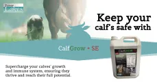 Keep your calf safe with CalfGrow + SE | Four Lakes