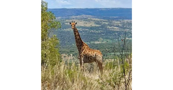 Exceptional 1 180 ha Game Farm & Lodge on auction | 4 September 2024 | 11:00 | Swartruggens