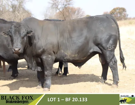 Black Fox 18de produksieveiling | 5 September 2024 | 11.00 | Jakkalsfontein, Klerksdorp