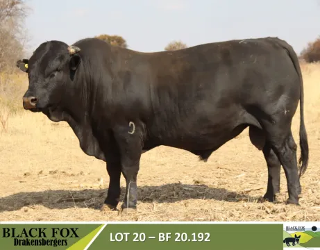 Black Fox 18de produksieveiling | 5 September 2024 | 11.00 | Jakkalsfontein, Klerksdorp