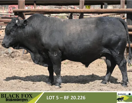 Black Fox 18de produksieveiling | 5 September 2024 | 11.00 | Jakkalsfontein, Klerksdorp