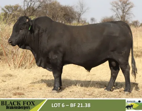 Black Fox 18de produksieveiling | 5 September 2024 | 11.00 | Jakkalsfontein, Klerksdorp
