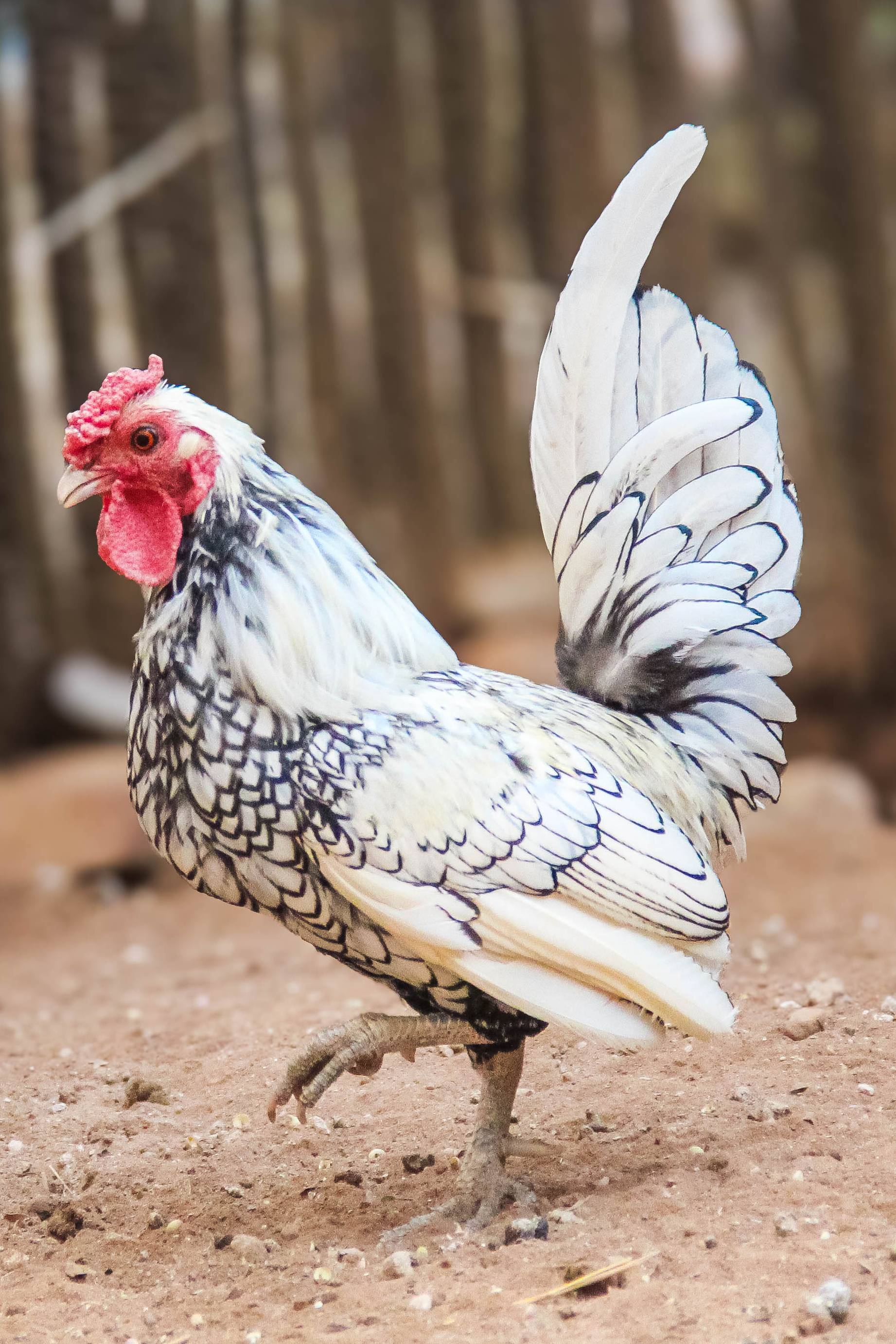 Silver Sebright Roosters