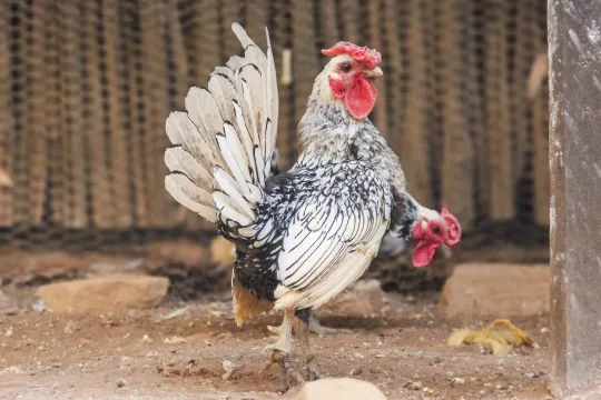 Silver Sebright Roosters