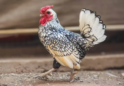 Silver Sebright Roosters