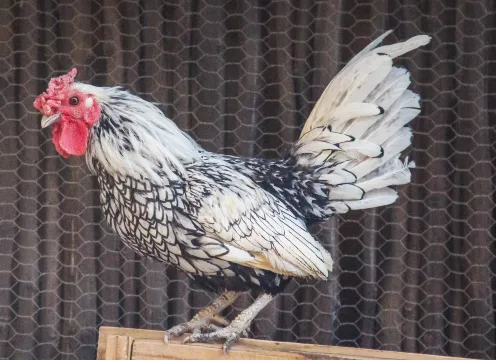 Silver Sebright Roosters