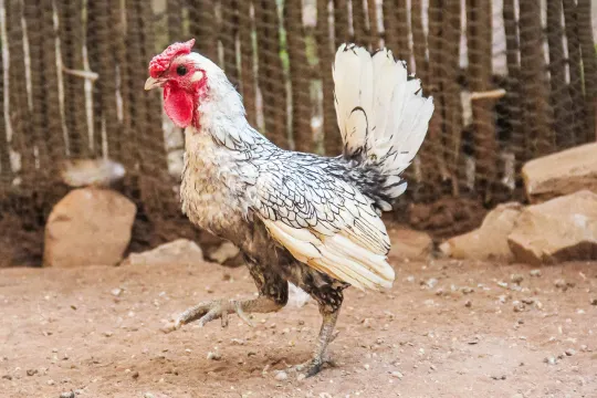 Silver Sebright Roosters