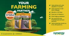 Your farming partner | Early SY5054 maturity certified hybrid maize seed | Synergy