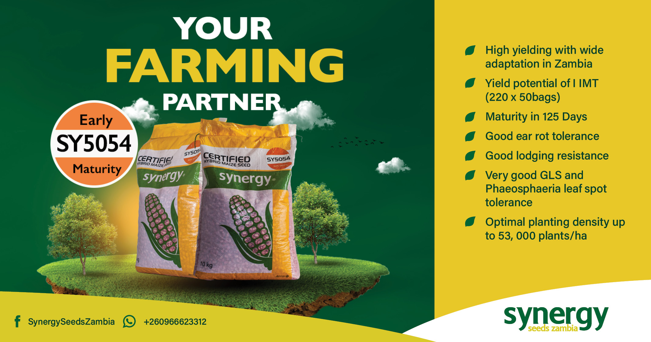 Your farming partner | Early SY5054 maturity certified hybrid maize seed | Synergy