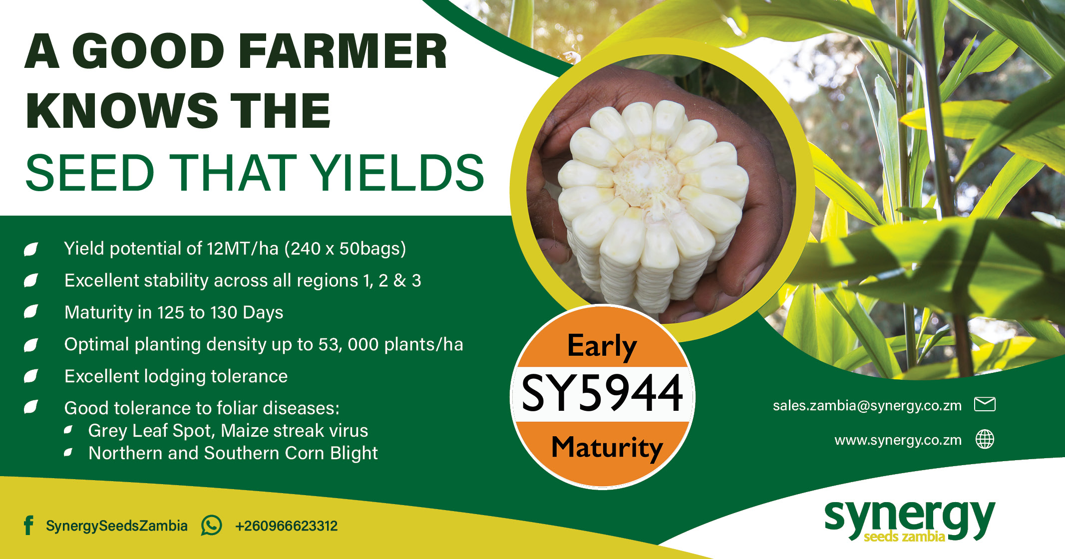 A good farmer knows the seed that yields | Early SY5944 maturity | Synergy