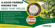 A good farmer knows the seed that yields | Early SY5944 maturity | Synergy