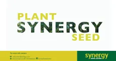 Plant Synergy Seed | Synergy