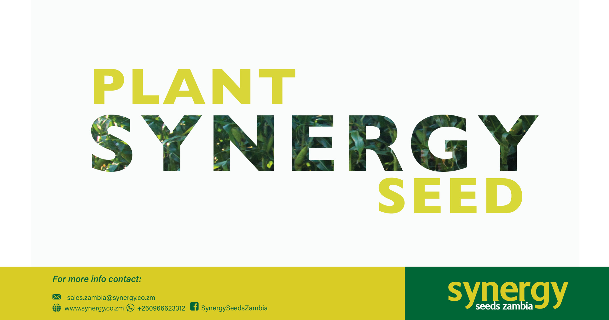 Plant Synergy Seed | Synergy