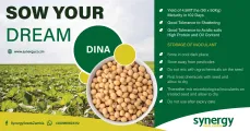 Sow your Dream | Dina | Synergy