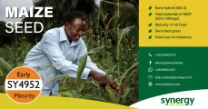 Maize Seed | Early SY4952 maturity | Synergy