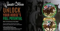 Unlock your horse's full potential with 14% Performance Horse Meal! | Pyramid Voere