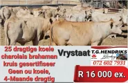 25 Dragtige koeie Charolais Brahaman kruis gesertifisser | T.G Hendriks boerdery