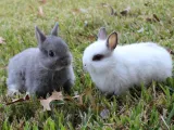 Top Quality Bunnies For Sale