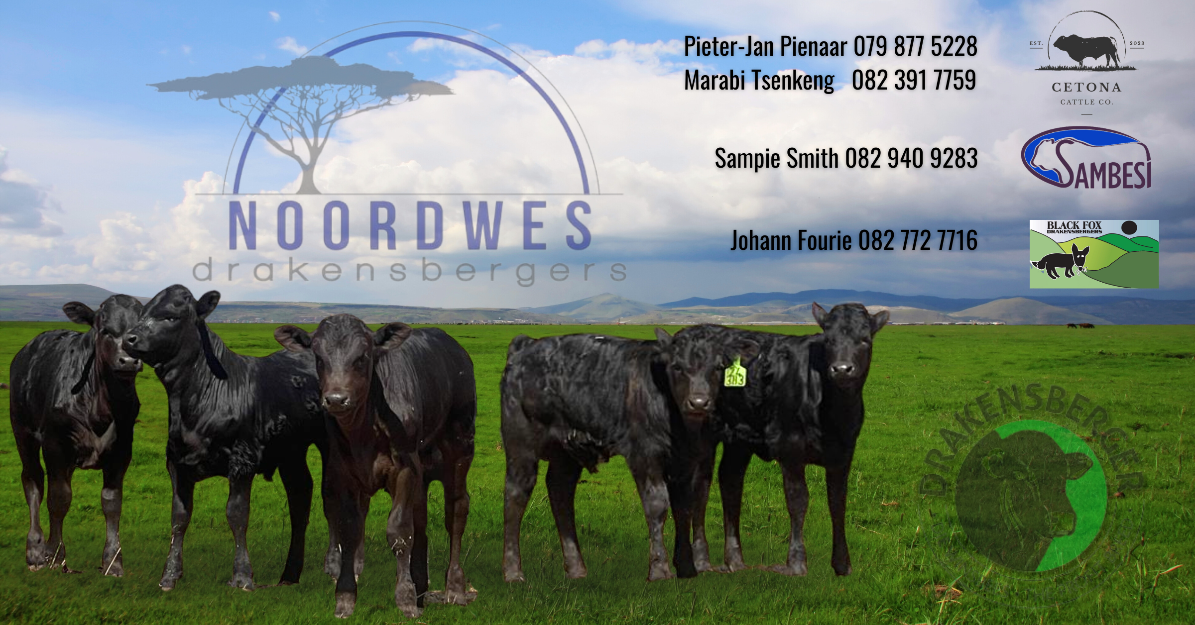 We consist of a group of enthusiastic breeders | Northwest Drakensbergers club
