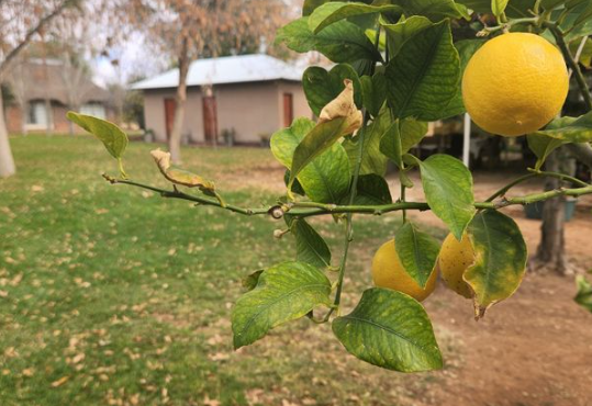 13Ha Small Holding on offer in Lambrechtsdrif | Agrisell