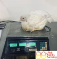 Ross 308 Broiler chickens 06 weeks old for sale