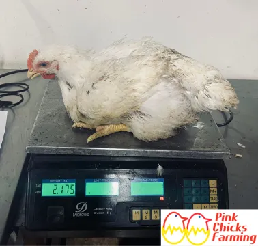 Ross 308 Broiler chickens 06 weeks old for sale