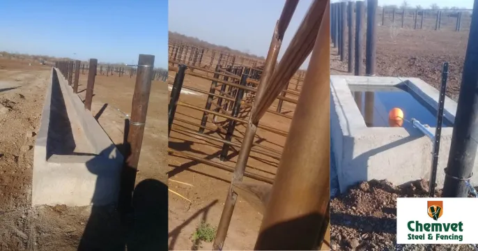 Maximise production performance with Feedlots | Chemvet Steel & Fencing