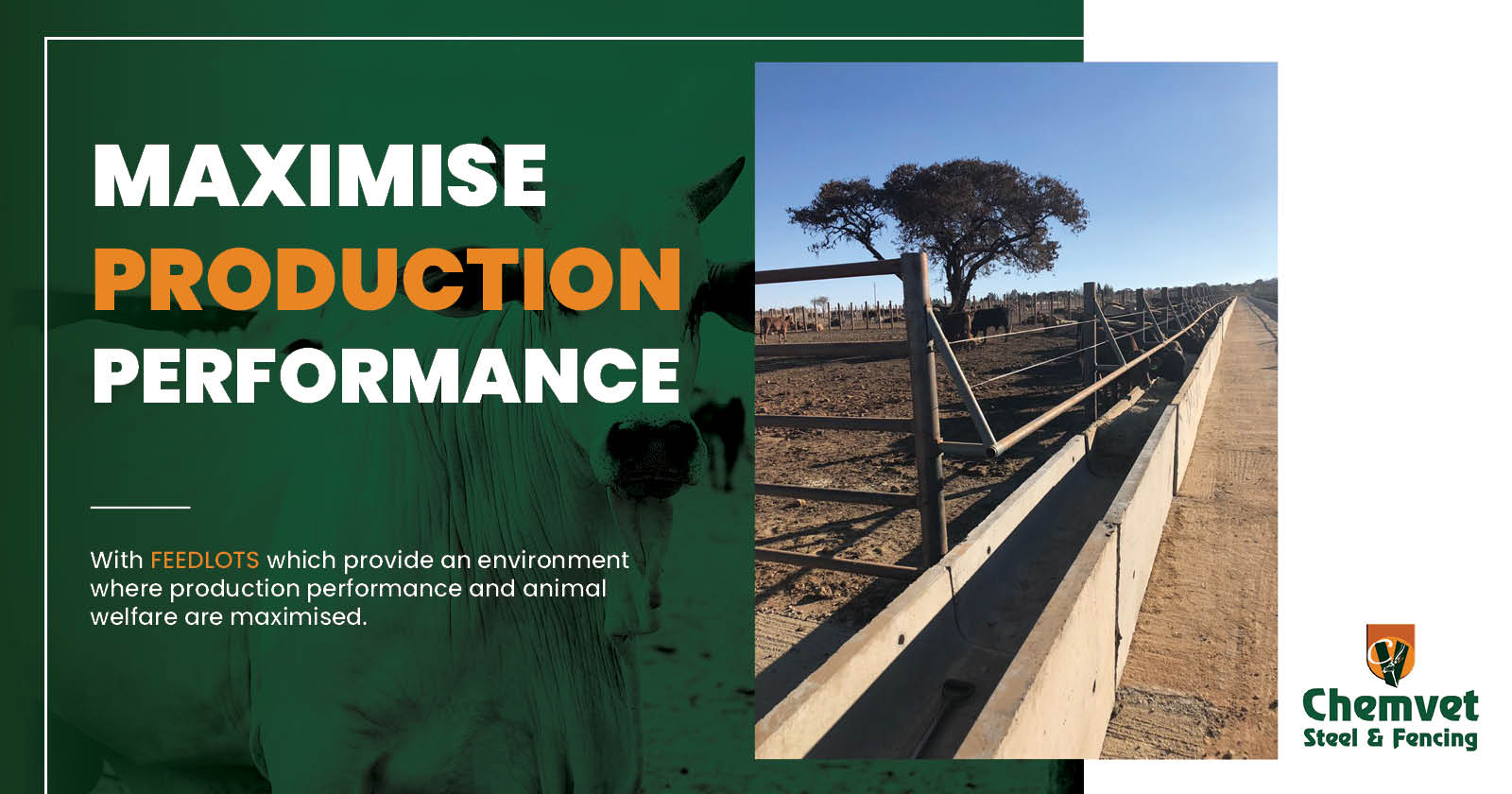 Maximise production performance with Feedlots | Chemvet Steel & Fencing