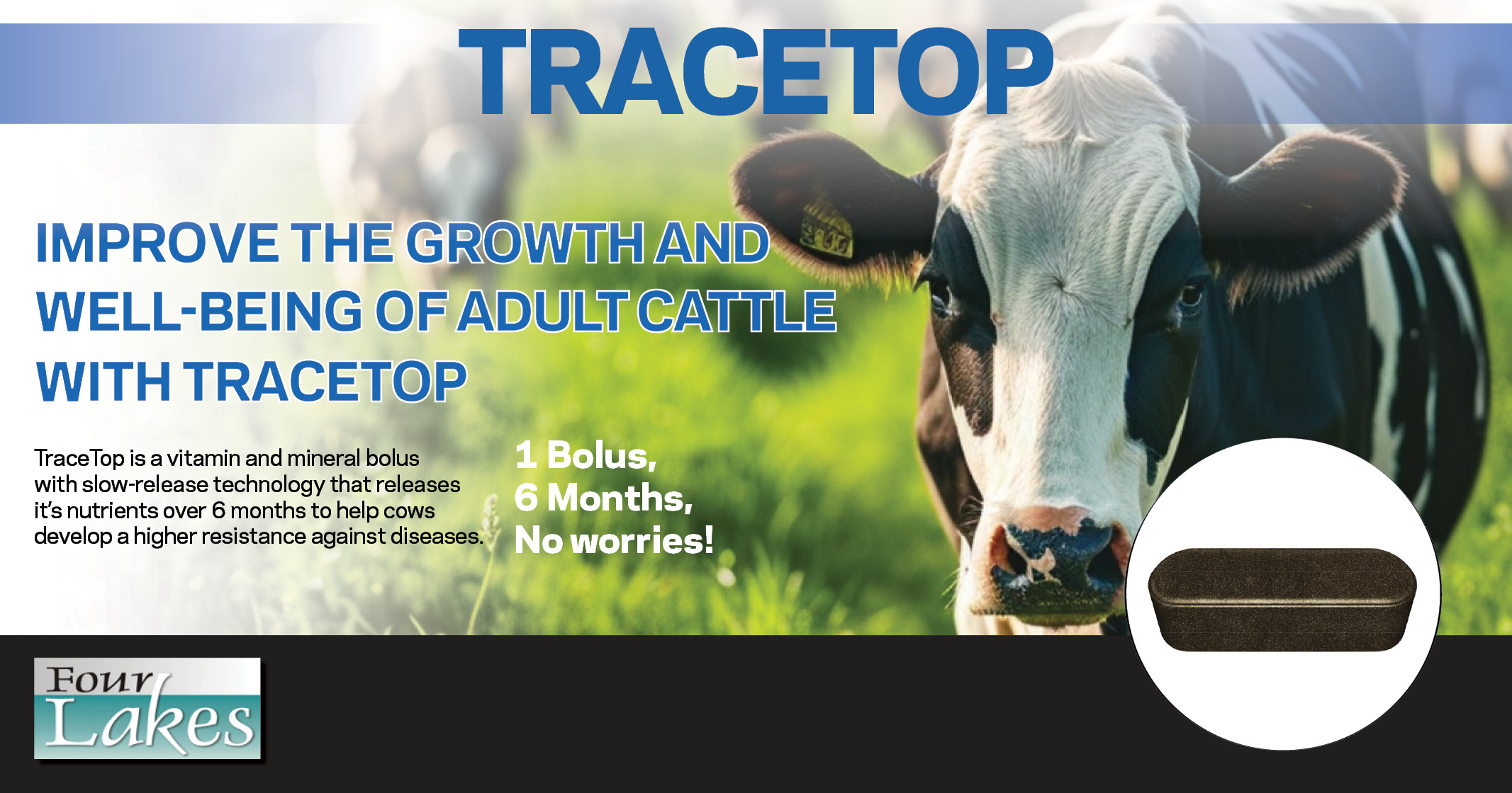 Improve the growth and well-being of adult cattle with TraceTop | Four Lakes