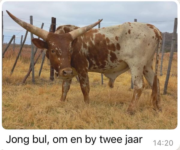 Nguni/Ankole kruisings | Agrimar