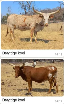 Nguni/Ankole kruisings | Agrimar