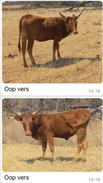 Nguni/Ankole kruisings | Agrimar