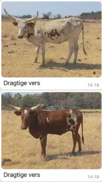 Nguni/Ankole kruisings | Agrimar
