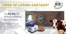 Try Dry Ice for lifelong livestock identification | Dry Ice 4 Farming