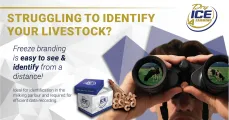 Freeze branding is easy to see & identify from a distance | Dry Ice 4 Farming
