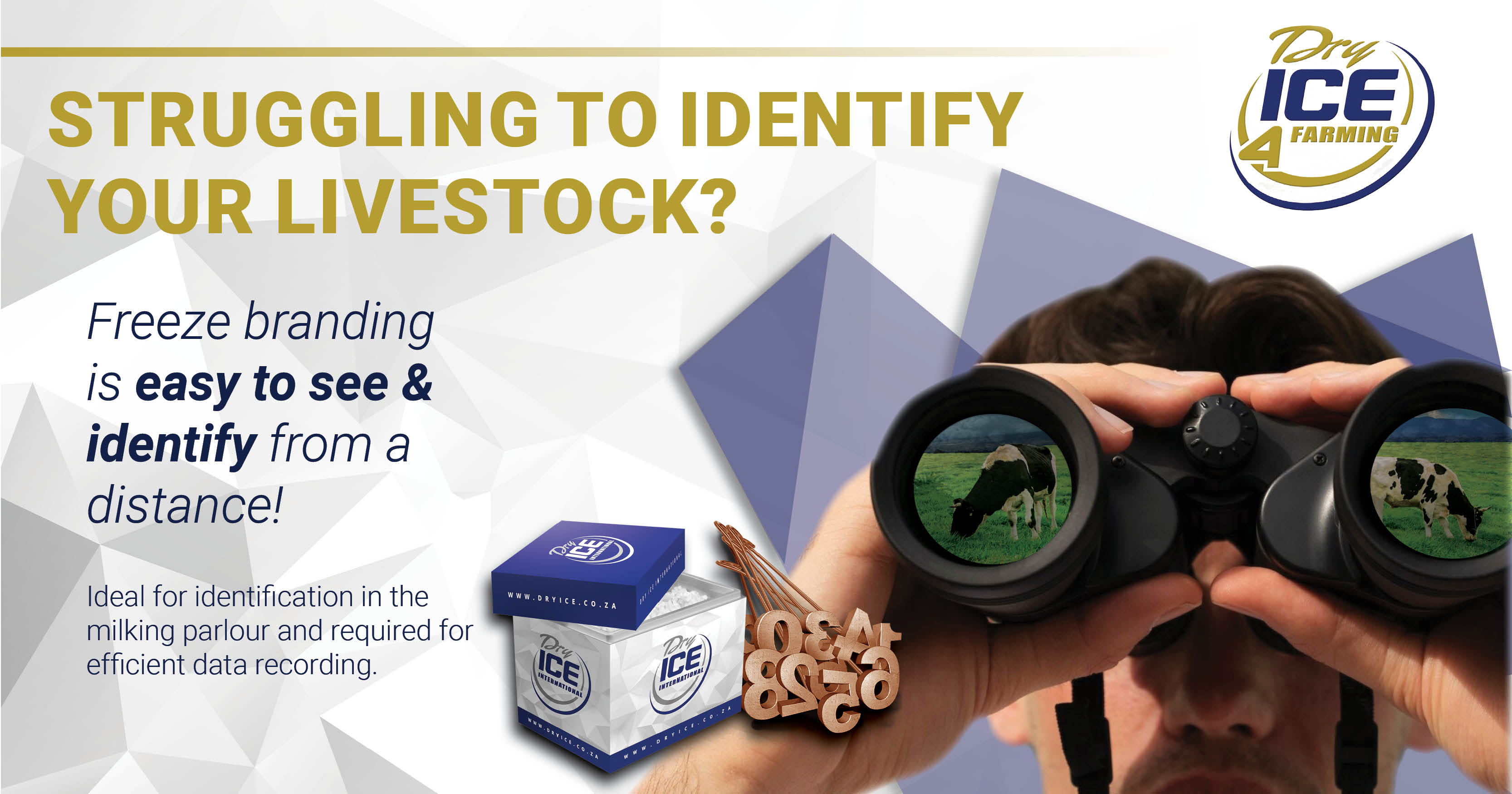 Freeze branding is easy to see & identify from a distance | Dry Ice 4 Farming