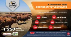Vlakte Bonsmara Vetveeveiling | 4 Desember 2024 | Plaas Doornpan