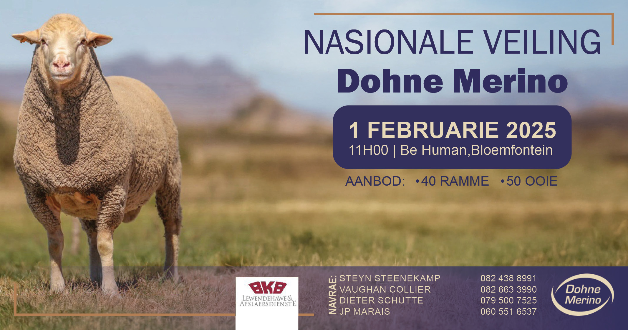 Nasionale veiling | Dohne Merino – 1 Februarie 2025 | 11:00 | Be Human, Bloemfontein