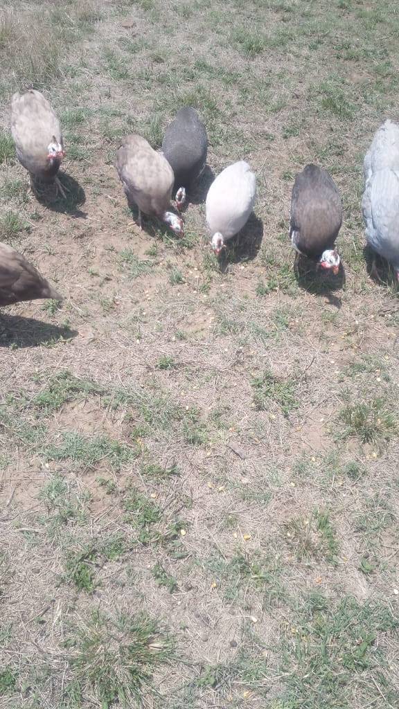guinea fowl eggs for sale