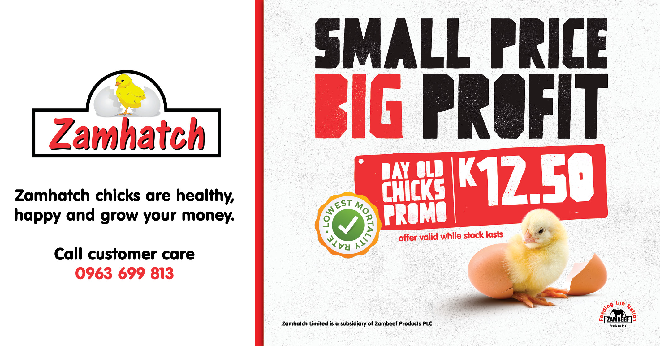 Small Price BIG Profit | DAY OLD CHICKS PROMO! | Zamhatch