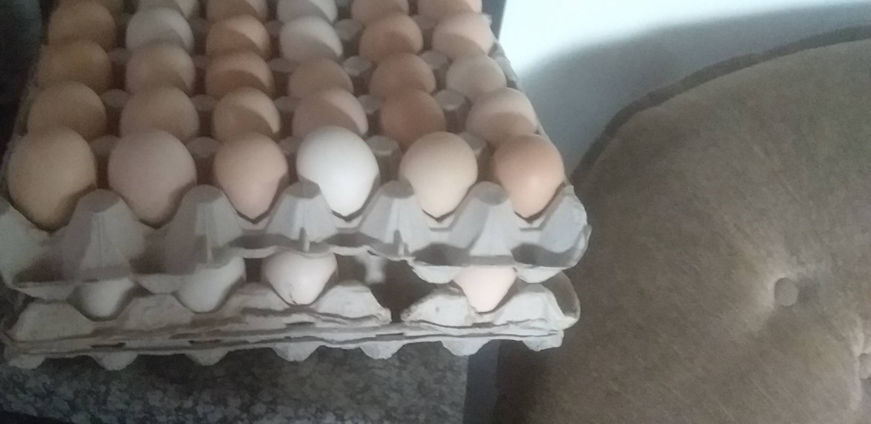 Fertile Orpington  eggs for sale