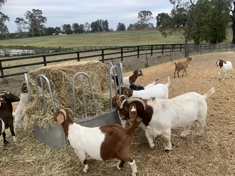 Boer goats for sale